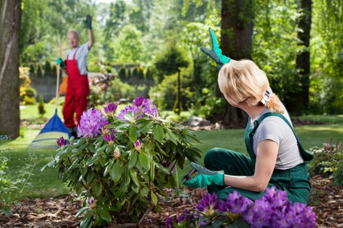 Tree surgery in Falconwood for healthy and safe garden trees
