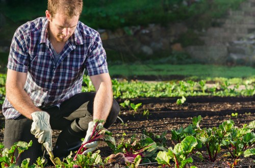 Healthy green lawn care in Falconwood with neat edging