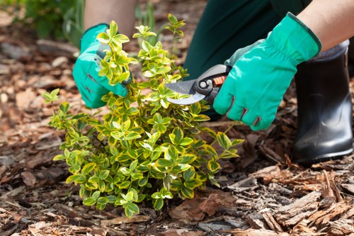Skilled hedge care and pruning for healthy Falconwood hedges