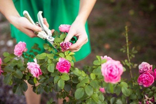 Falconwood garden maintenance with lawn mowing and border care