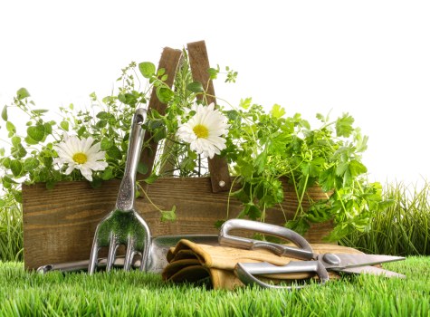 Professional garden care in Falconwood focusing on healthy outdoor spaces