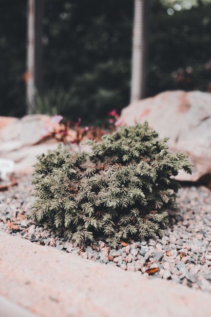A small, dense conifer shrub with dark green, needle-like foliage sits in a garden bed filled with small, multicolored gravel. Surrounding the shrub are large, weathered rocks, contributing to a natur