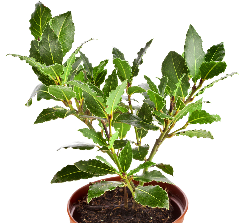 flower borders Garden